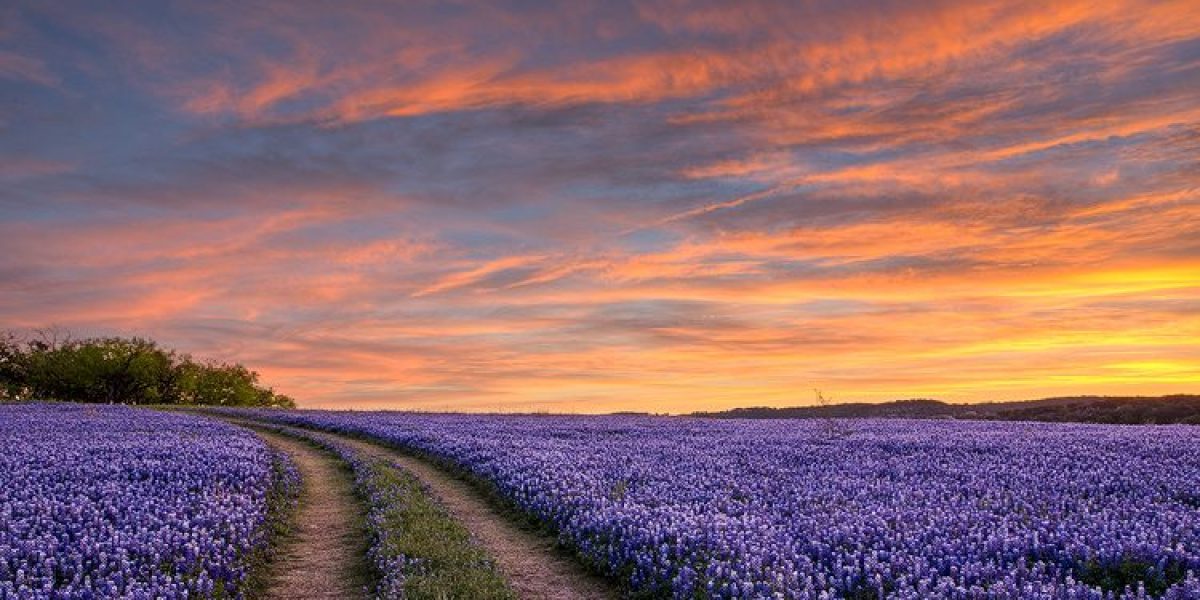 texas-wildflowers-bluebonnets-sunrise-newwork_40