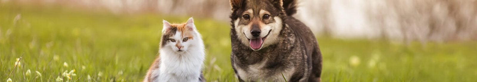 two cute furry friends striped cat and cheerful dog are walking in a sunny spring meadow